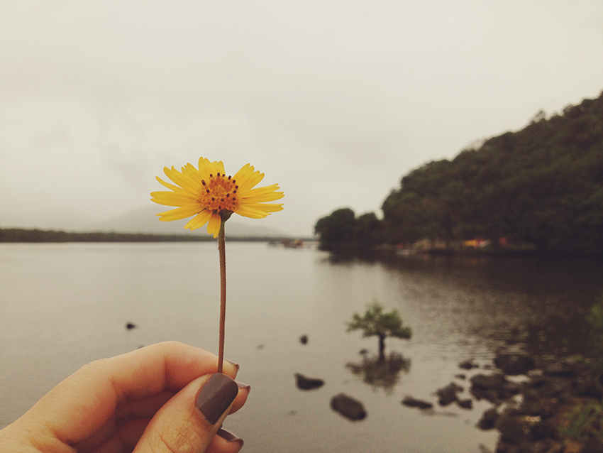 flor amarela