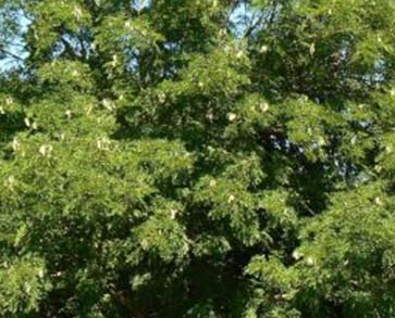 Kentucky Coffee Tree Pros and Cons, Growth rate, Care, Problems