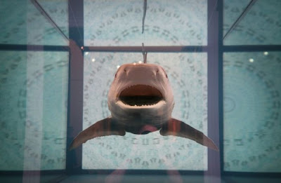 Shark Seen On www.coolpicturegallery.us