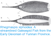 https://sciencythoughts.blogspot.com/2015/09/rhegmaspis-xiphoidea-streamlined.html