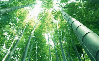 bamboo tree