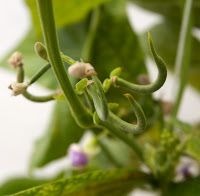 Developing beans on 44-day-old bush bean plant