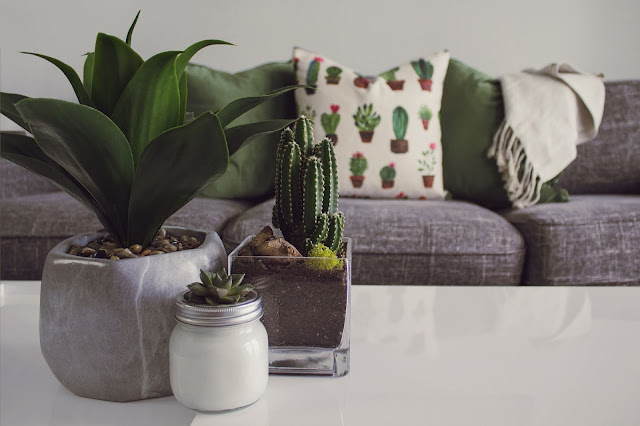 Cactus Plant and Sofa Decor