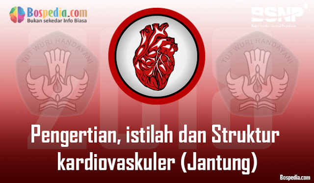 Pengertian, Istilah Dan Struktur Kardiovaskuler (Anatomi Jantung Dan Pembuluh Darah)