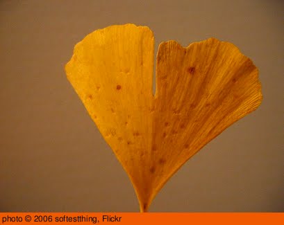 'hearts & leaves' photo (c) 2006, softestthing - license: http://creativecommons.org/licenses/by-nd/2.0/