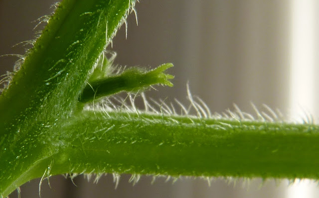 Concombre en hydroponie - ovaire infère surmonté de ce qui sera bientôt une fleur