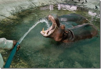 funny pictures of animals doing funny things (1)