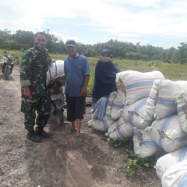 Babinsa Koramil 03/Tebas Lakukan Pendampingan Petani Panen Padi di Desa Binaan