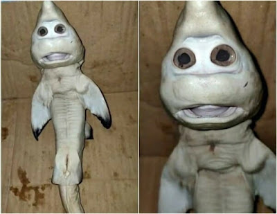 “Mutant Baby Shark” Fisherman Finds Mutant Shark with Human-like Face in Indonesia