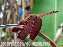 capung Neurothemis terminata jantan berwarna merah