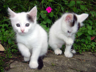 Cat Wallpaper