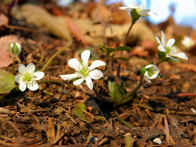 Hepatica nobilis