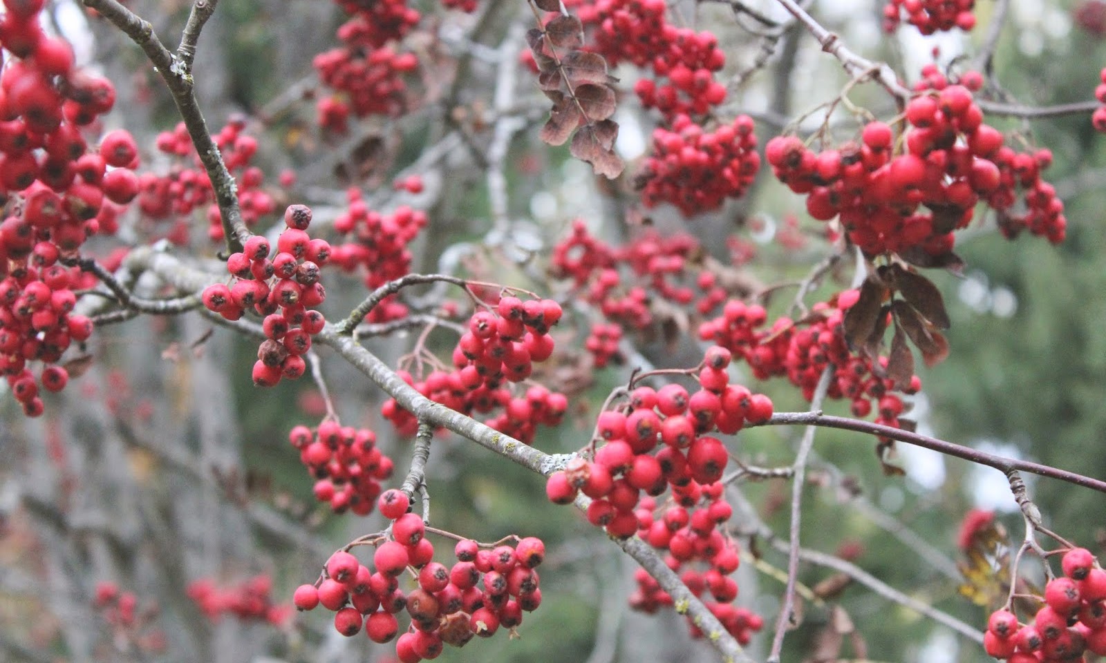 Rowan berries