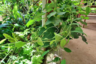 A green vining tendril plant growing in a garden in Costa Rica