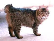 American Bobtail is a medium to large,