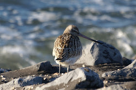 Rosse Grutto - Reade Skries - Limosa lapponica