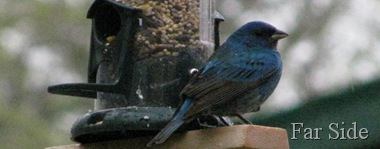 Indigo Bunting in the rain