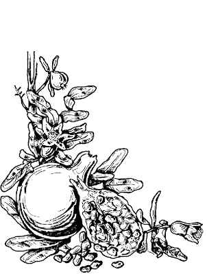 Red Pomegranate Seeds Coloring Pages Picture