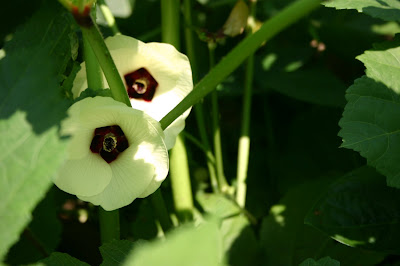 Okra blossoms