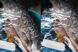 Istri Ketiban Rezeki Temukan Kalung Emas di Perut Ikan yang Mau Digoreng, Bak Cerita Dongeng