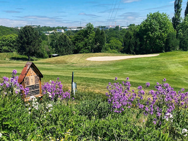 Golfplatz_mit_Wildblumenwiese_und_aussicht