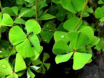 Cây cỏ bợ trị sỏi thận
