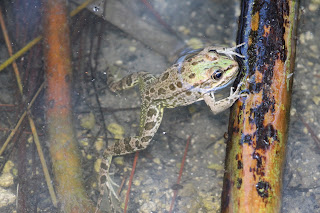 Frogs Plaka Antimachia Kos