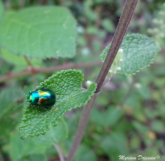 Chrysolina herbacea Montagne Noire Tarn