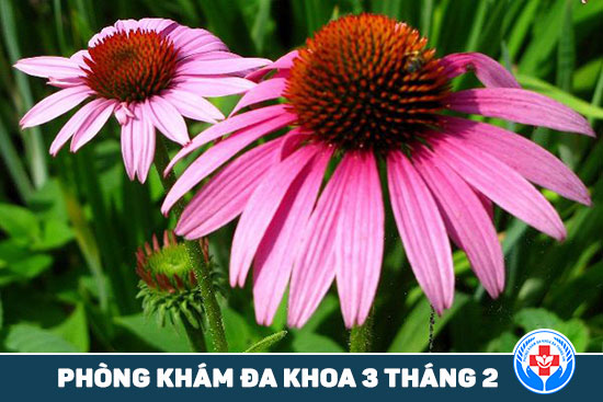 5 loại kháng sinh tự nhiên mạnh mẽ mà không cần toa bác sĩ