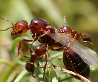 drone ants