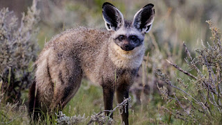 Otocyon megalotis_ Bat-eared fox pictures