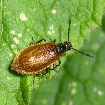 beetle, similar to Pyrochroa serraticornis