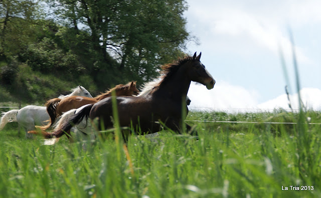 Pupil·latge de cavalls en Llibertat - La Tria