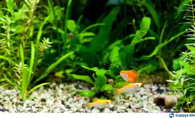 Guppy water quality