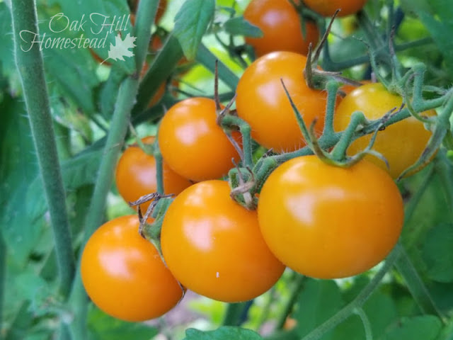 Determinate and Indeterminate Tomatoes, and the different types of tomatoes