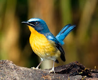 burung tledekan gunung