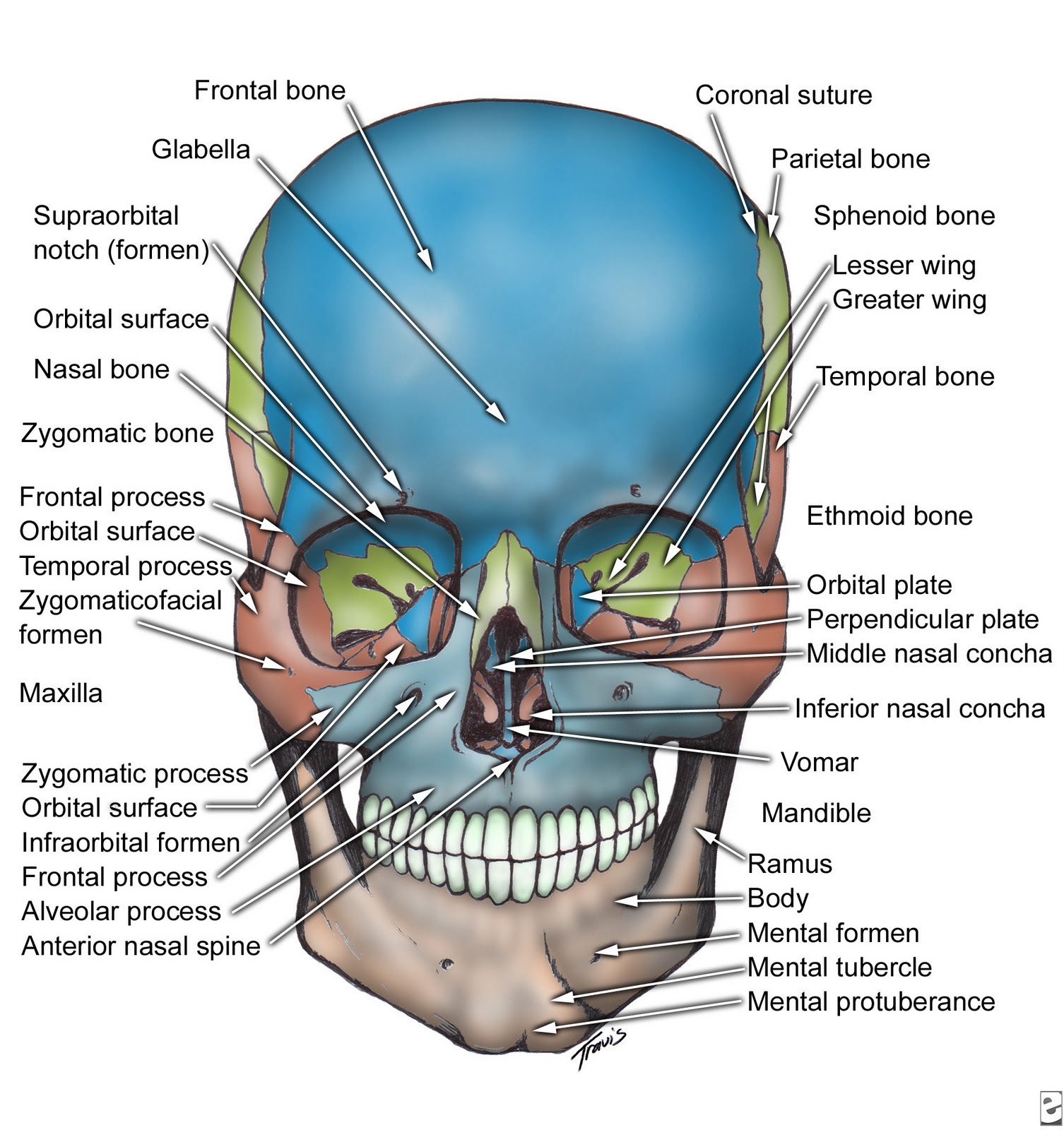 Principles of Human Anatomy and Physiology: CHAPTER 7 ...