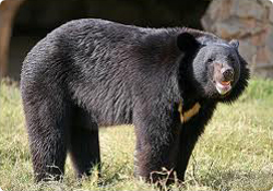 Asiatic Black Bear (Beruang Hitam Asia)