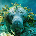 20 das mais belas fotos debaixo d’água [Luciano Hilton]