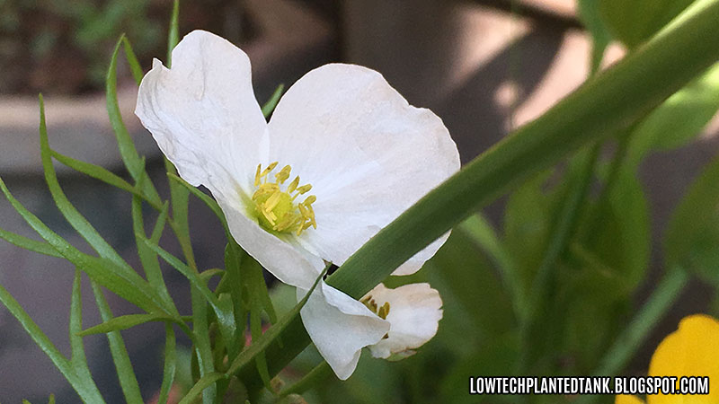 echinodorus amazon sword flower