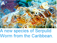 https://sciencythoughts.blogspot.com/2015/01/a-new-species-of-serpulid-worm-from.html