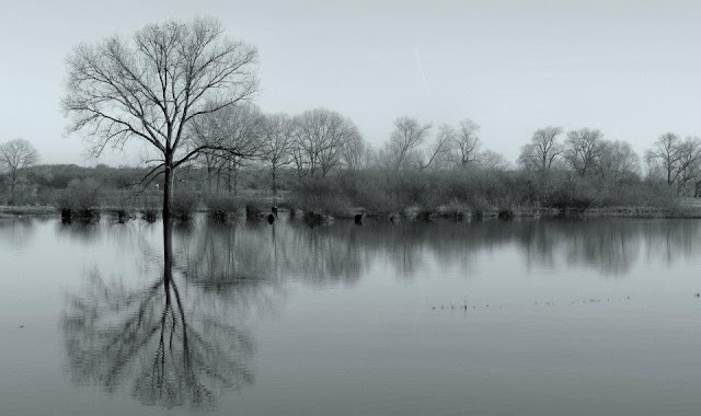 Dianne Tipping-Woods - Holand