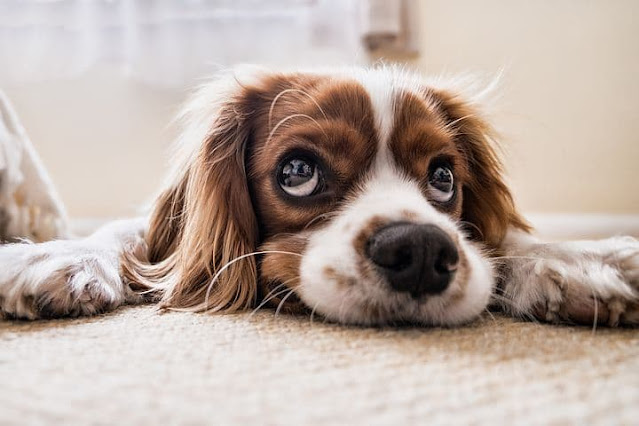What are the causes of lethargy in Dogs