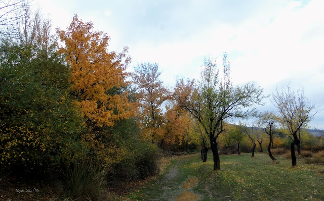 Acequia de Cogollos