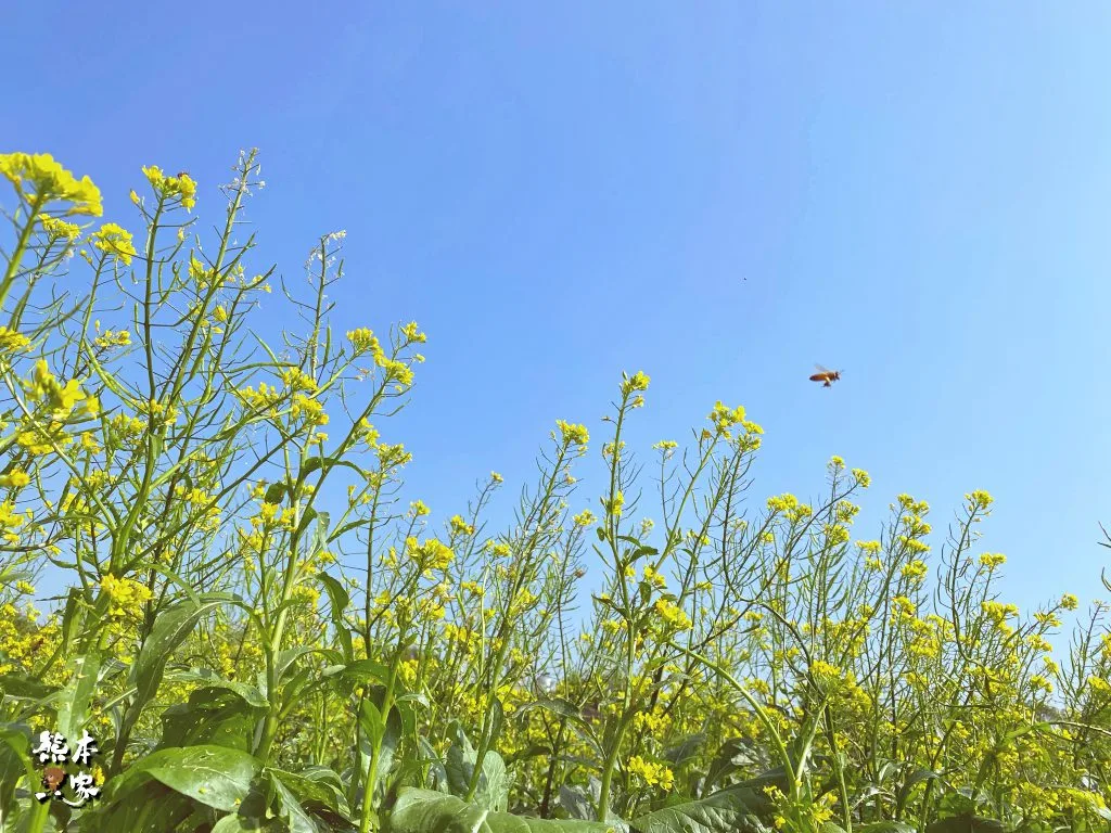 佳園路三段99巷花海｜北大南園里花海｜新北樹林景點~附最新詳細路標指引