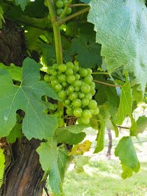 grapes, chardonnay, vines