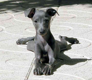 Italian Greyhound Puppies Pictures