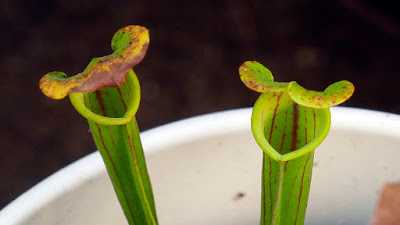 Two pitcher plants