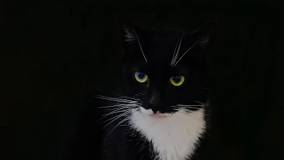 Black Cat On Black Background