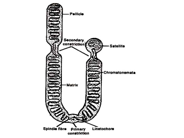 Structure of Chromosomes